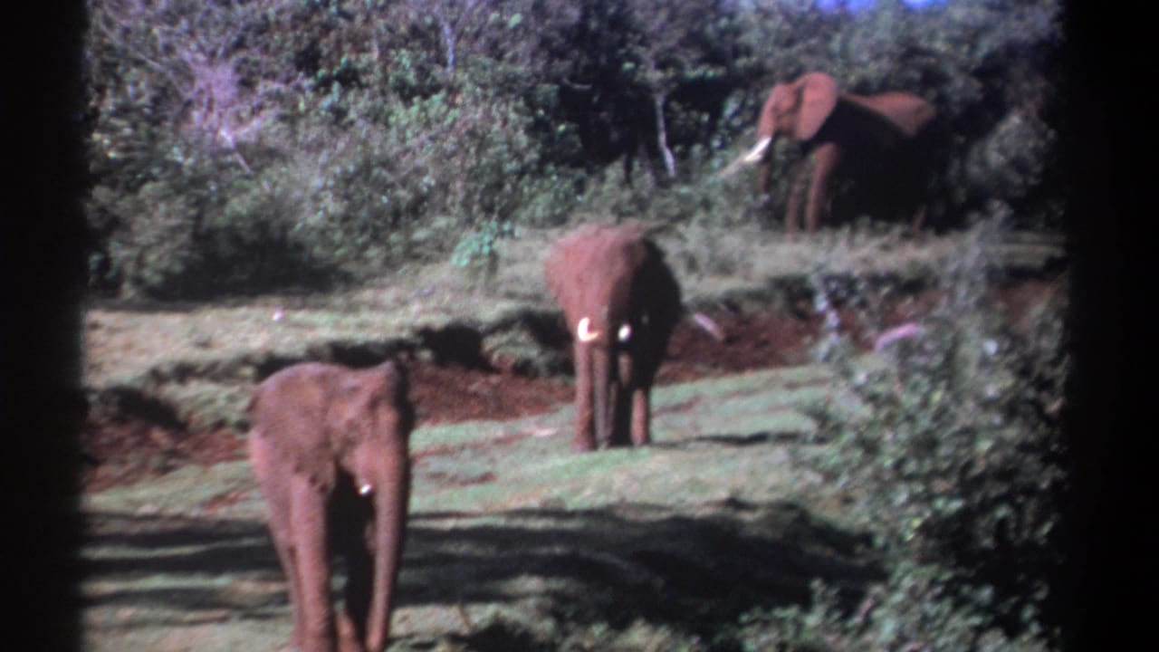 Three elephants move slowly across a Kenya grassland clearing in 1969 home-movie footage, with foliage and 8mm frame edges visible.