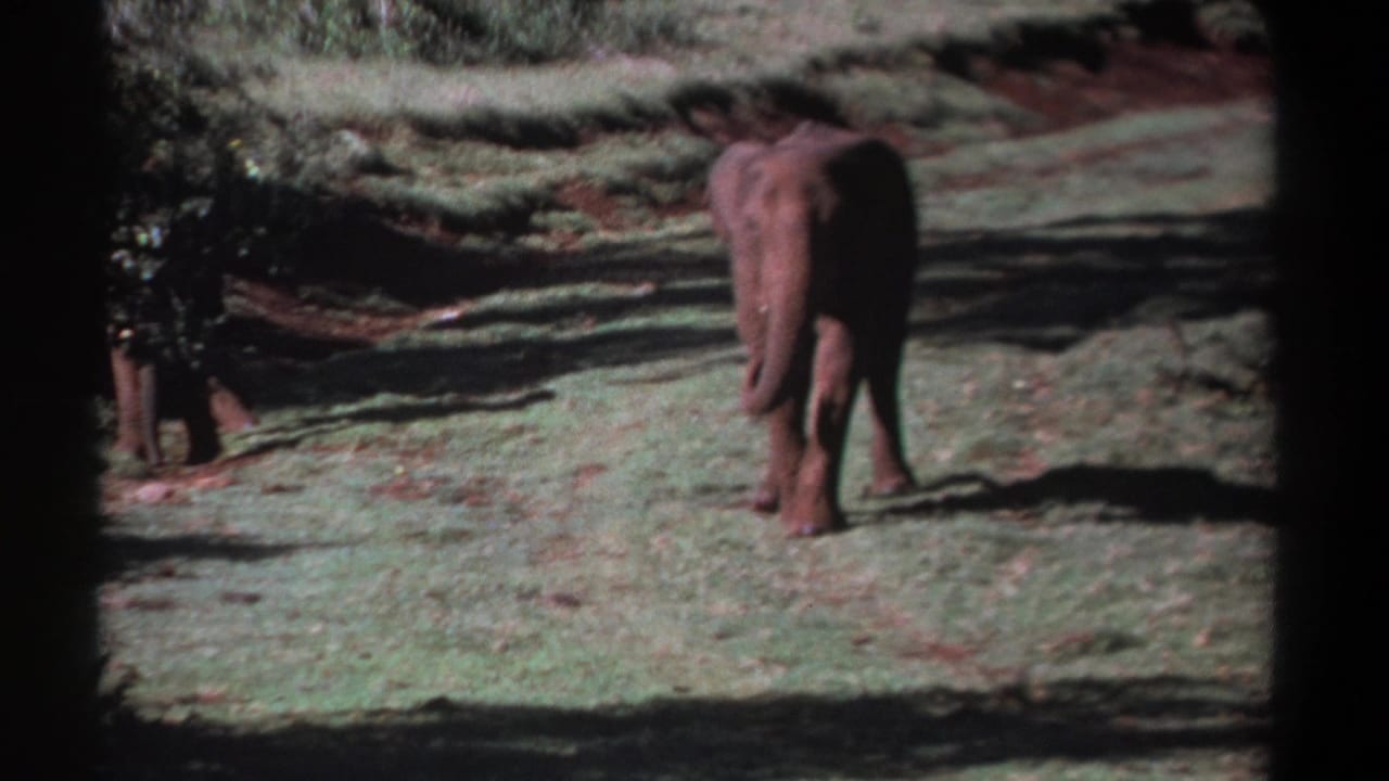 An elephant walks away across a sunlit Kenya clearing, with shadowed trees and small-gauge film borders visible.