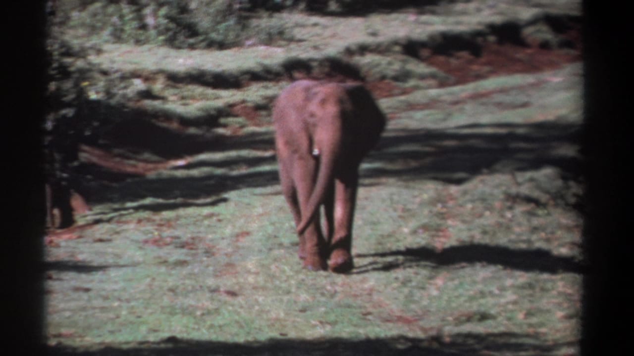 A rear view of an elephant crossing a Kenya grassland clearing in 1969, framed by trees, brush, and visible 8mm gate edges.