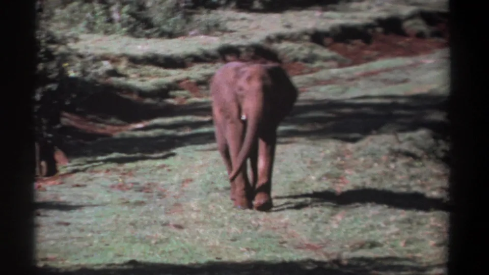 A rear view of an elephant crossing a Kenya grassland clearing in 1969, framed by trees, brush, and visible 8mm gate edges.