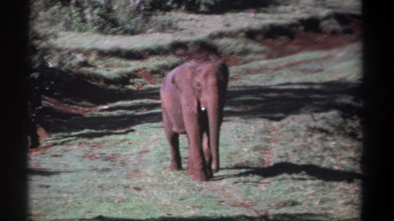 An elephant faces toward the camera in a Kenya clearing, with tusks visible and strong shadows across the grass in 1969 8mm footage.