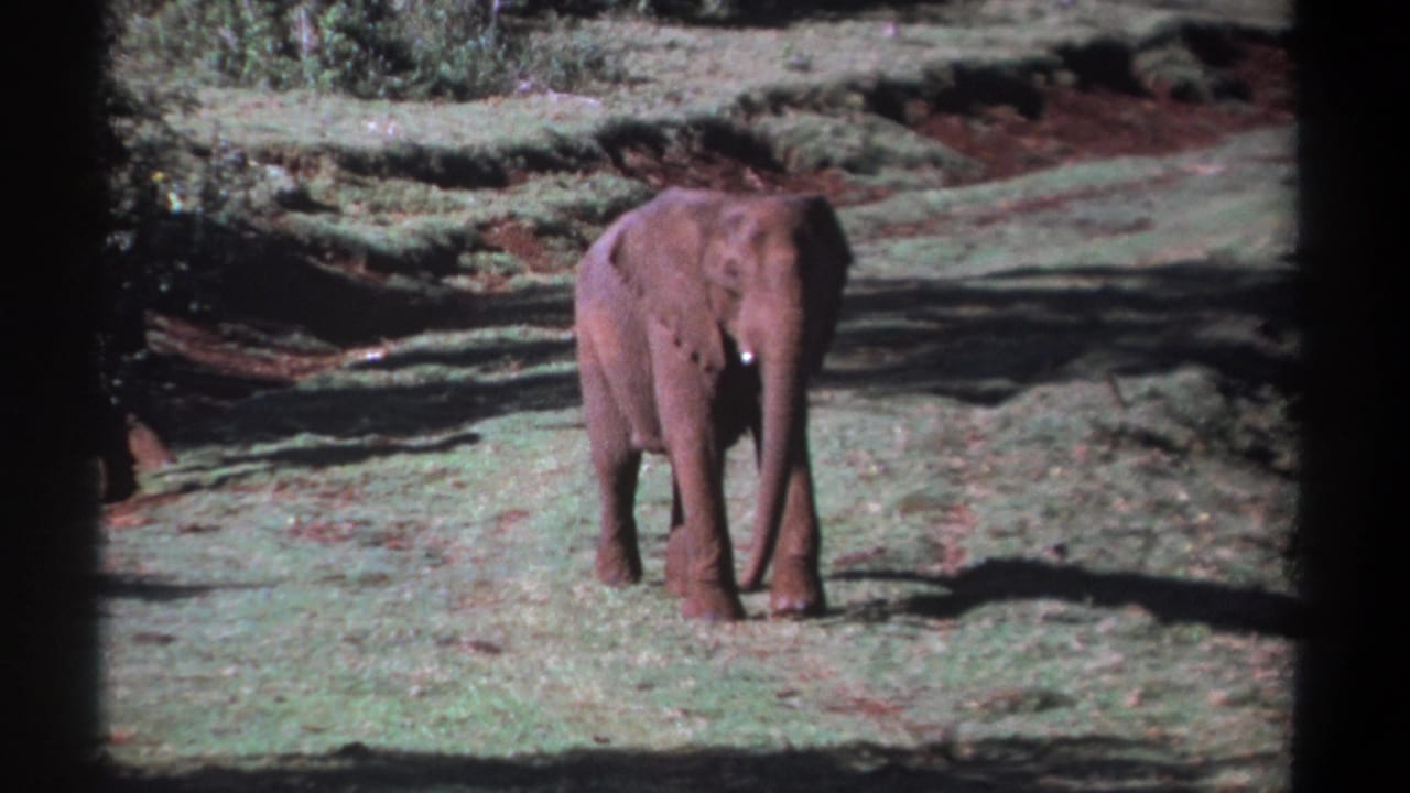 Young elephant faces the camera in a grassy Kenya clearing in 1969 8mm home-movie footage.