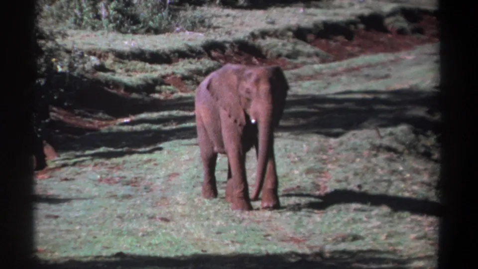 Young elephant faces the camera in a grassy Kenya clearing in 1969 8mm home-movie footage.