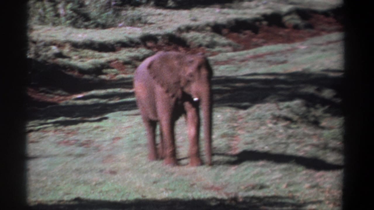 Young elephant remains facing the camera on grass, with small tusks visible in Kenya 1969 footage.