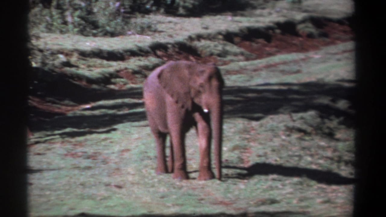 Centered young elephant stands in a sunlit grassy clearing in vintage 8mm footage from Kenya.
