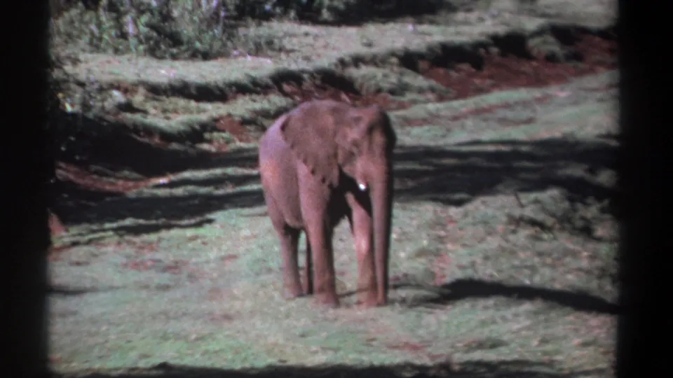 Young elephant stands quietly in the clearing, framed by grass and foliage in 1969 Kenya home-movie footage.