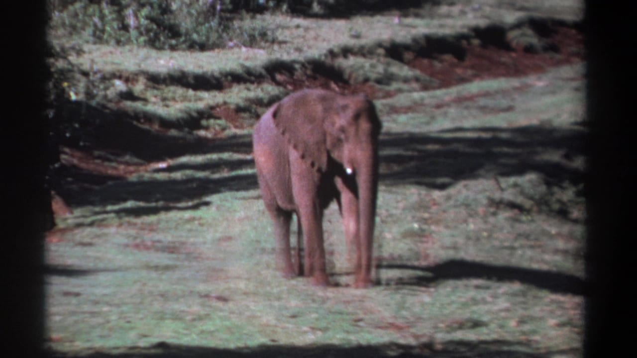 1969 Kenya 8mm frame showing one red-dusted elephant facing the camera in a sunlit grassy clearing.