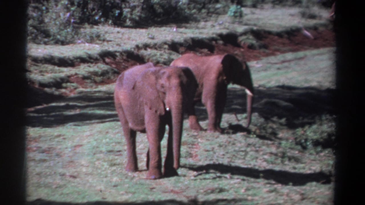 1969 Kenya 8mm frame showing two red-dusted elephants in a clearing, with the nearer animal facing the camera.