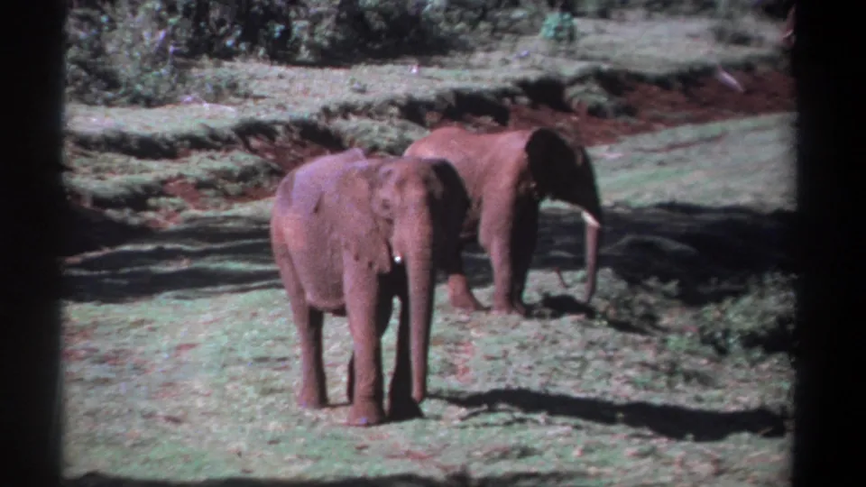 1969 Kenya 8mm frame showing two red-dusted elephants in a clearing, with the nearer animal facing the camera.