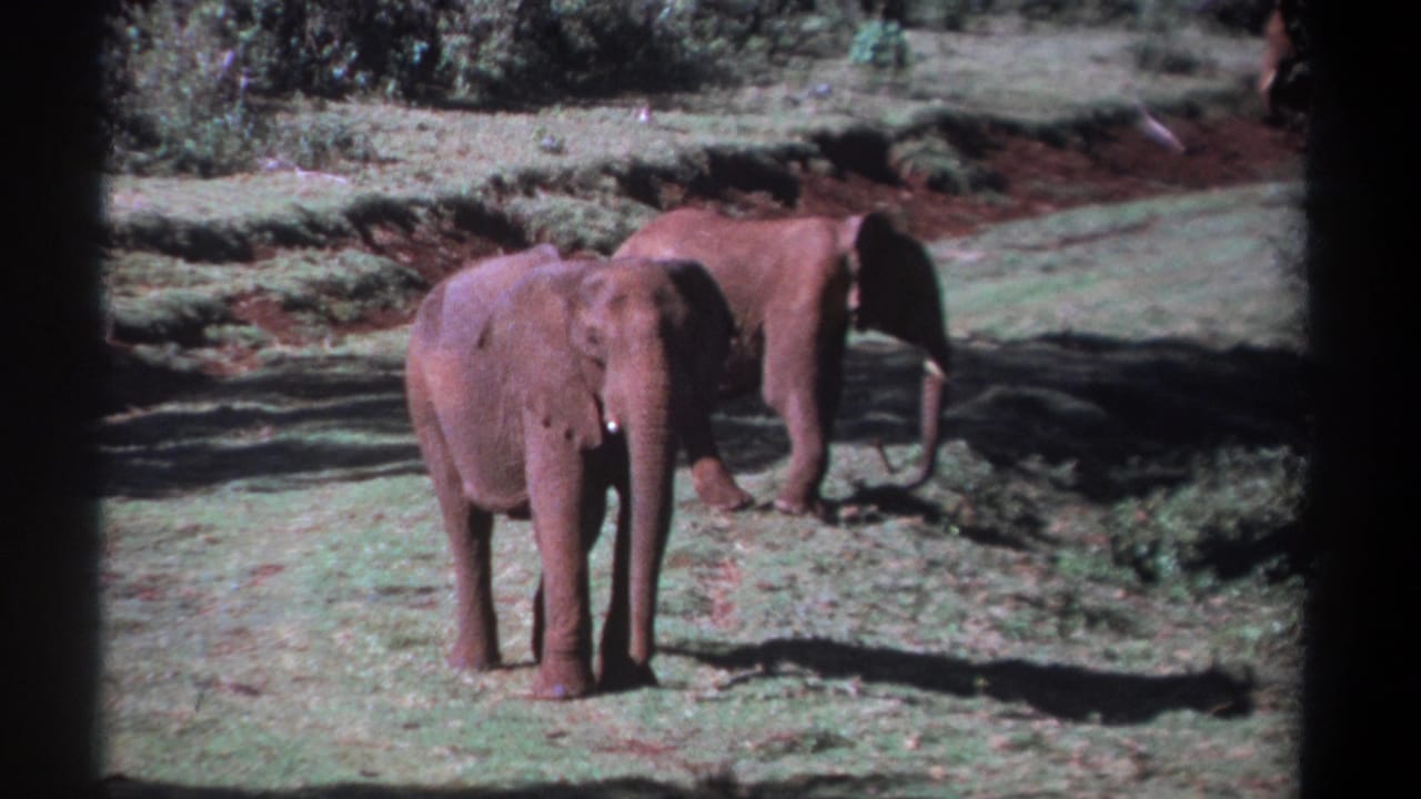 1969 Kenya 8mm frame of two red-dusted elephants standing calmly in a grassy clearing, one closer to the camera.