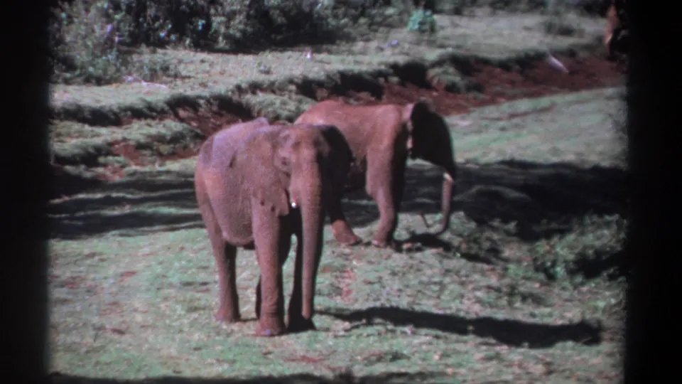 1969 Kenya 8mm frame of two red-dusted elephants standing calmly in a grassy clearing, one closer to the camera.