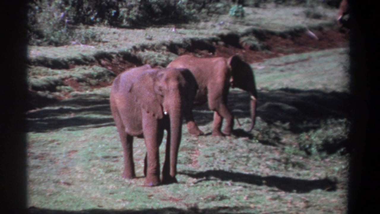 1969 Kenya 8mm frame showing two young elephants in a sunlit grassy clearing, one facing the camera and one turned away.