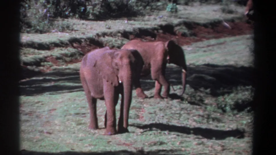 1969 Kenya 8mm frame showing two young elephants in a sunlit grassy clearing, one facing the camera and one turned away.