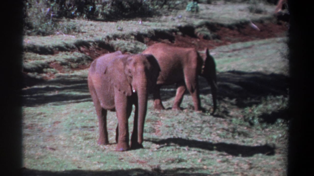 1969 Kenya 8mm frame with one dusty young elephant facing the camera as another moves away near scrub and trees.
