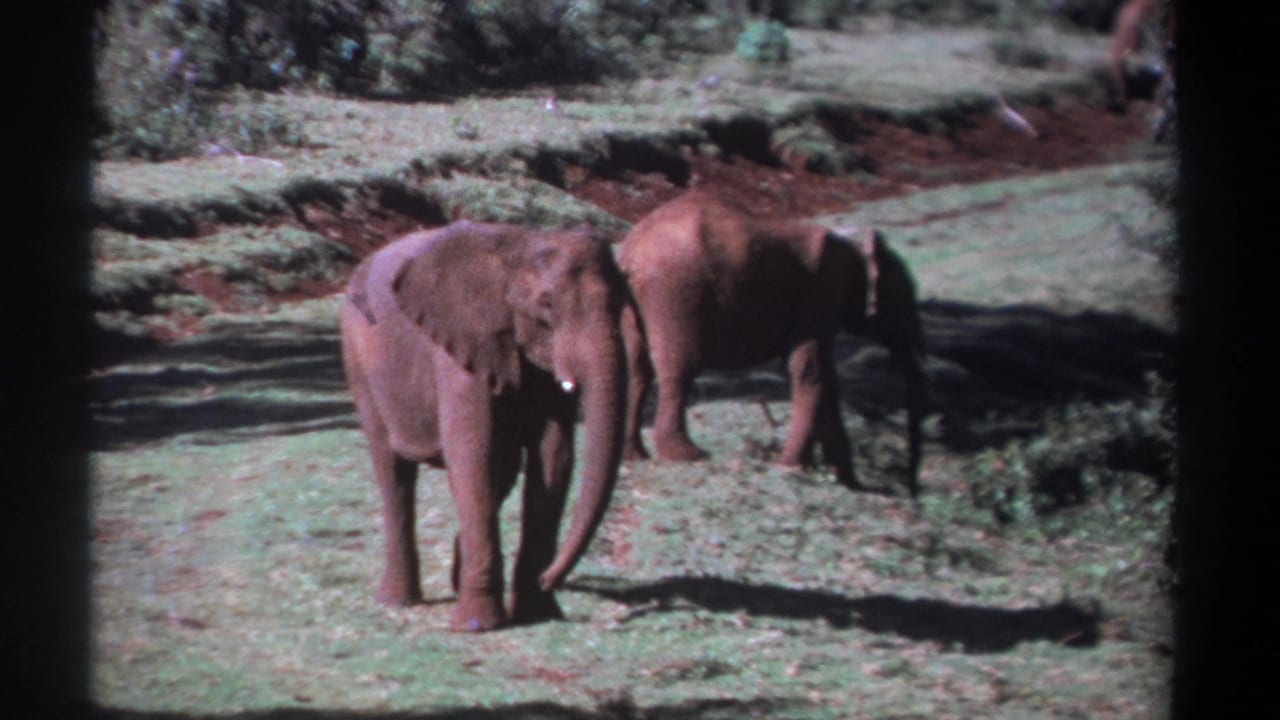 1969 Kenya home-movie frame showing a young elephant near the foreground with a second elephant crossing behind it.