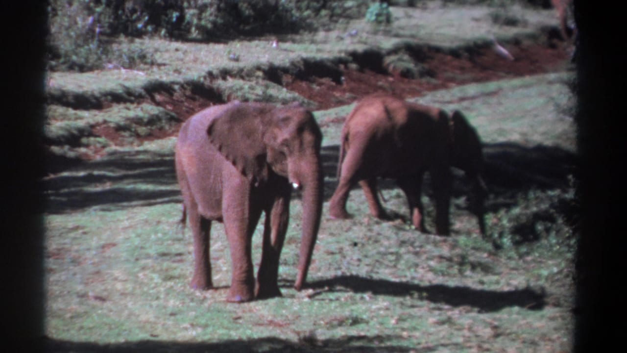 1969 Kenya 8mm frame showing a dusty elephant in the foreground and another elephant walking away through grass and scrub.