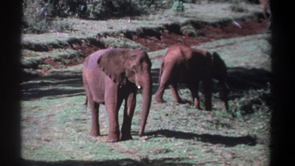 1969 Kenya 8mm frame showing a dusty elephant in the foreground and another elephant walking away through grass and scrub.