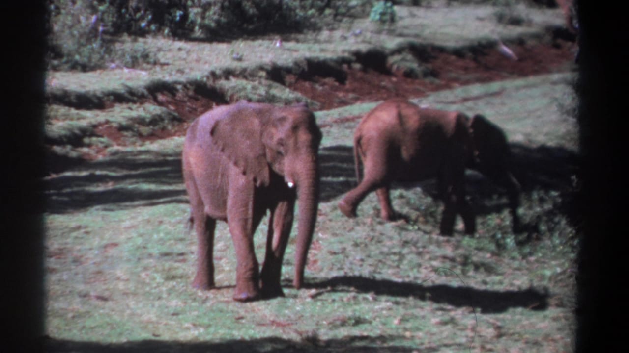 1969 Kenya 8mm frame of two elephants in open grassy terrain, with the larger animal facing the camera and another moving behind brush.