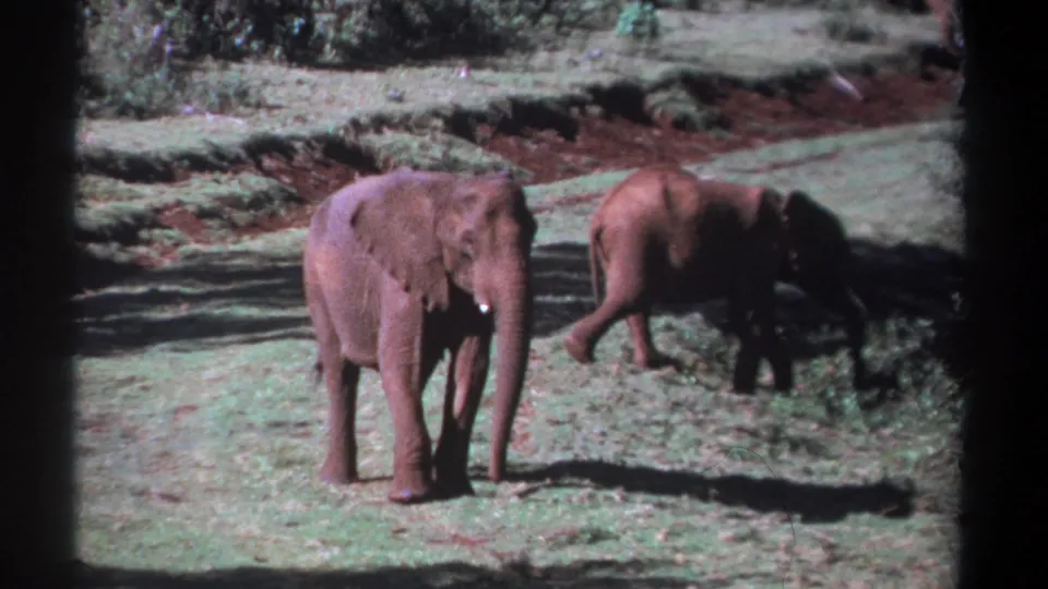 1969 Kenya 8mm frame of two elephants in open grassy terrain, with the larger animal facing the camera and another moving behind brush.