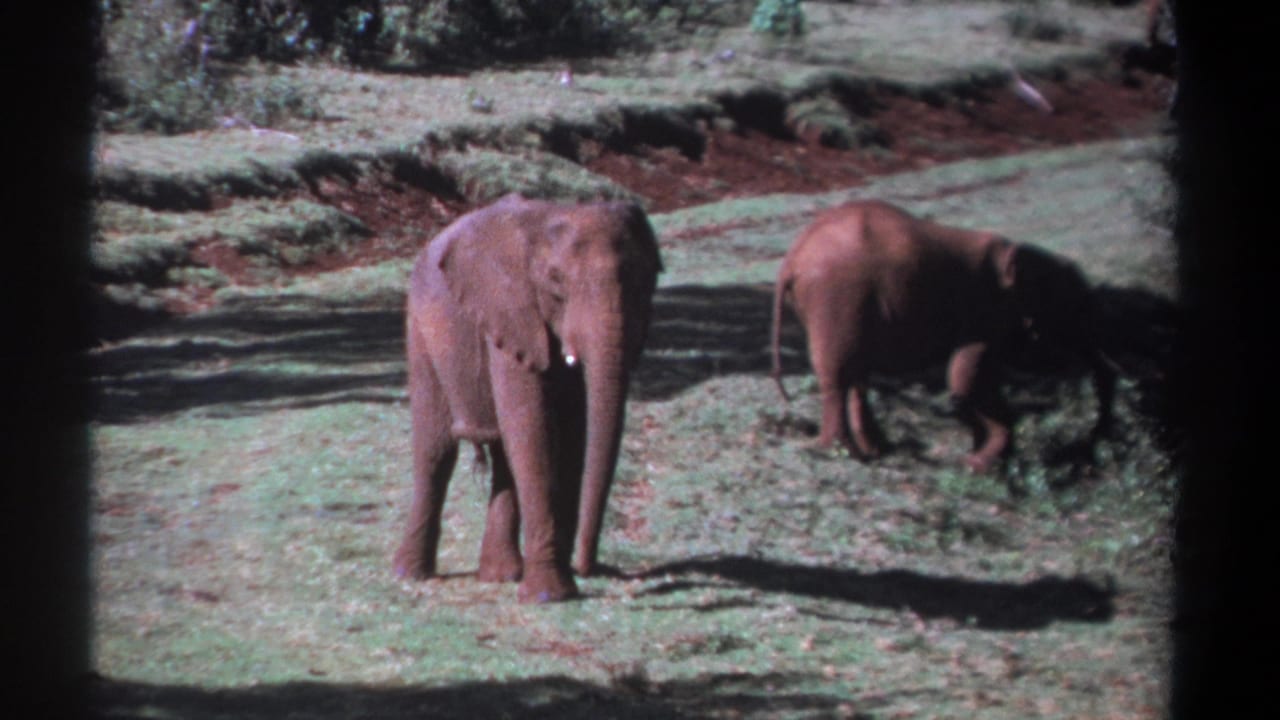 1969 Kenya wildlife home-movie frame showing a larger elephant facing the camera as a smaller elephant walks behind it in bright sun.