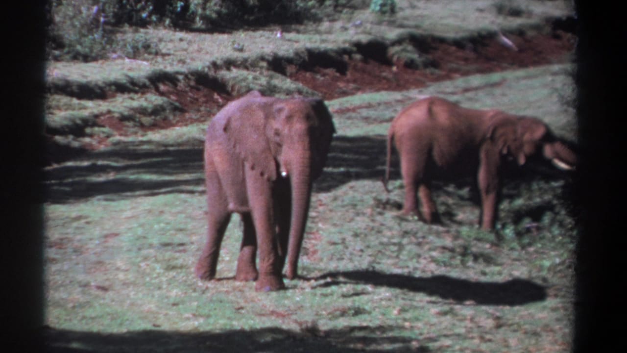 1969 Kenya 8mm frame with one elephant standing frontally in grass and another partly side-on near brush in the background.