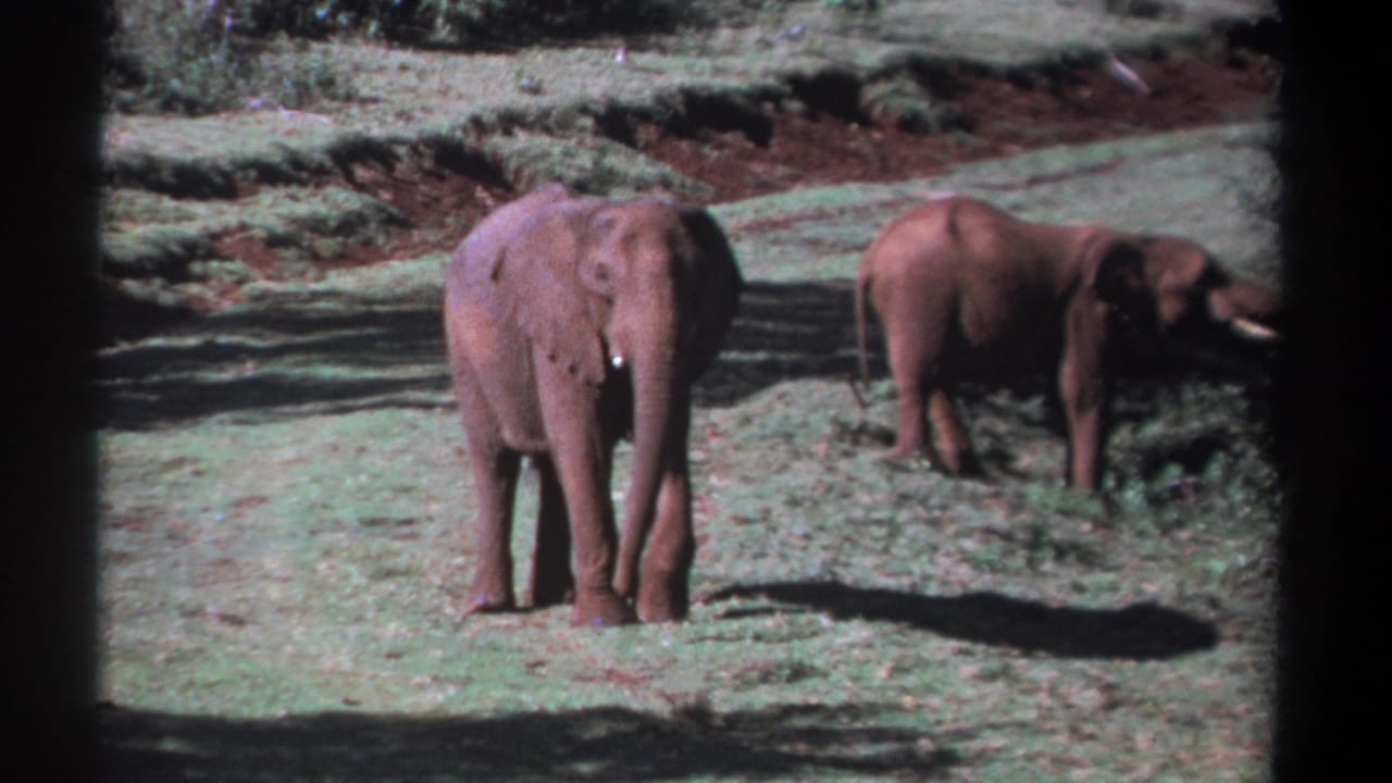 Late-1960s Kenya home-movie frame of two elephants in sunlit grass, the nearer elephant facing forward and the second turned side-on.