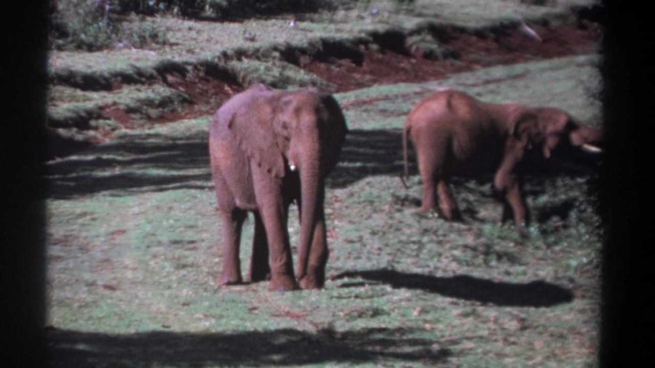 1969 Kenya 8mm frame showing two elephants in a sunlit grassy clearing, one frontal and one grazing near shrubs.