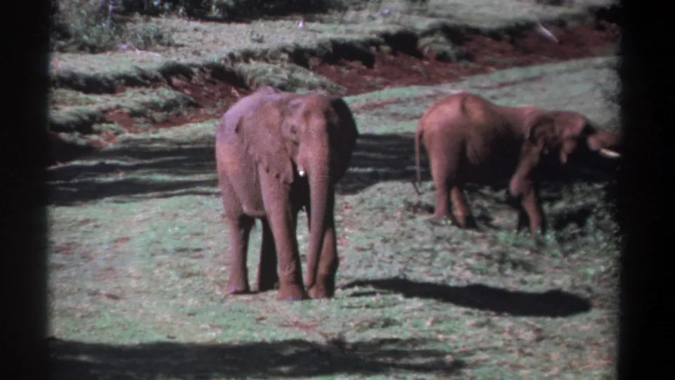 1969 Kenya 8mm frame showing two elephants in a sunlit grassy clearing, one frontal and one grazing near shrubs.