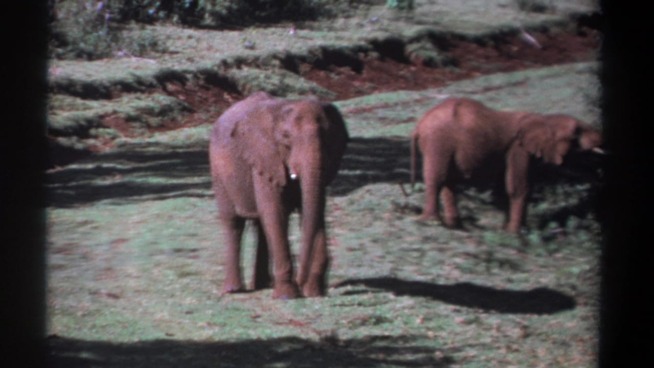 Two elephants in open grass, the larger one facing forward and the smaller one feeding to the right.