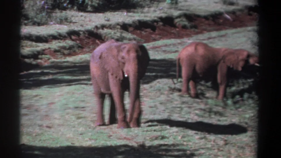 1969 Kenya 8mm frame with a larger elephant facing the camera while another elephant grazes in the background at right.