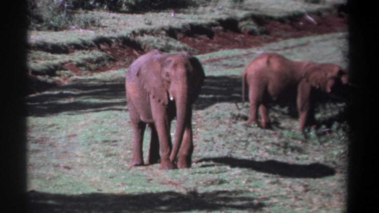 1969 Kenya 8mm frame showing one elephant centered and facing the camera, with a second elephant grazing to the right.