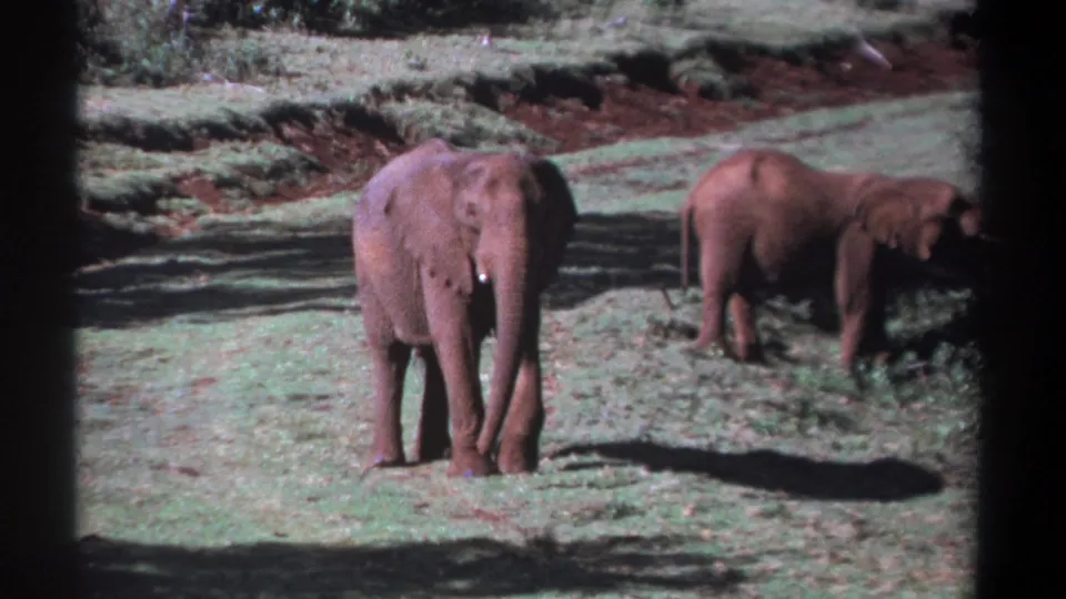 1969 Kenya 8mm frame showing one elephant centered and facing the camera, with a second elephant grazing to the right.