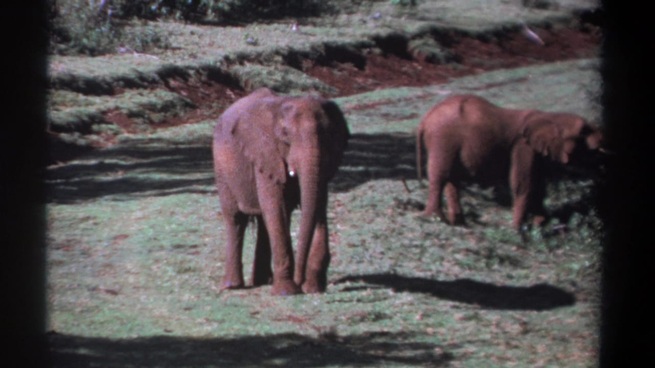 1969 Kenya 8mm frame of two elephants in grassland, with tree shade and reddish soil visible around the clearing.