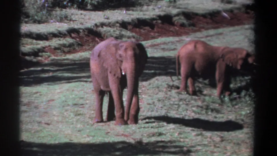 1969 Kenya 8mm frame of two elephants in grassland, with tree shade and reddish soil visible around the clearing.