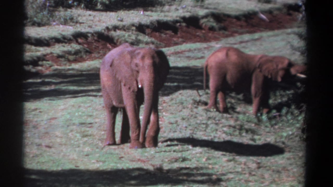 1969 Kenya 8mm frame showing two elephants in a sunlit grassy clearing, with one facing the camera and another feeding near shrubs.