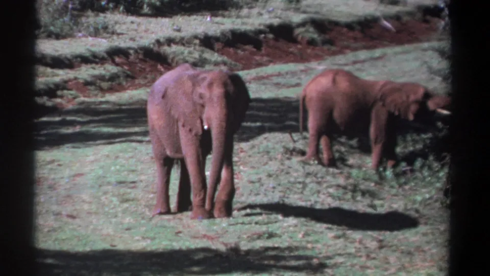 1969 Kenya 8mm frame showing two elephants in a sunlit grassy clearing, with one facing the camera and another feeding near shrubs.