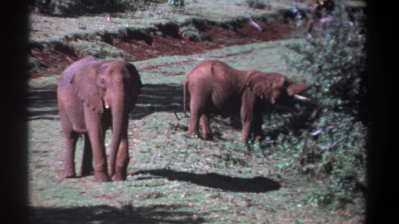 Two elephants remain in the clearing as the right elephant feeds near foliage.