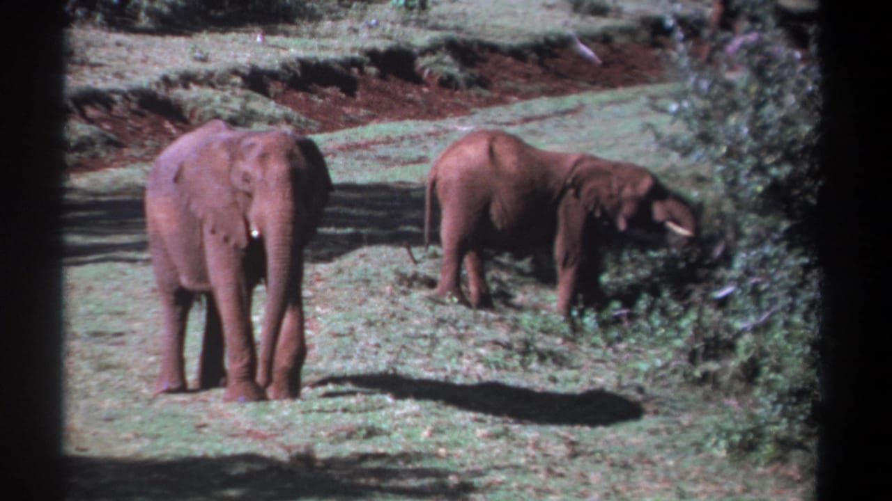 1969 Kenya home-movie still of two elephants in a sunlit field, one standing frontally and the other angled toward nearby shrubs.