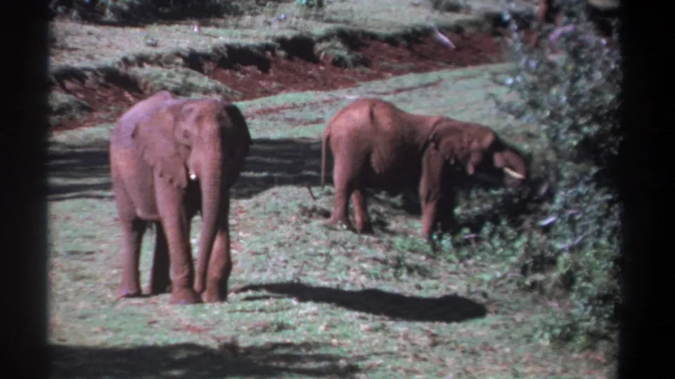1969 Kenya home-movie still of two elephants in a sunlit field, one standing frontally and the other angled toward nearby shrubs.