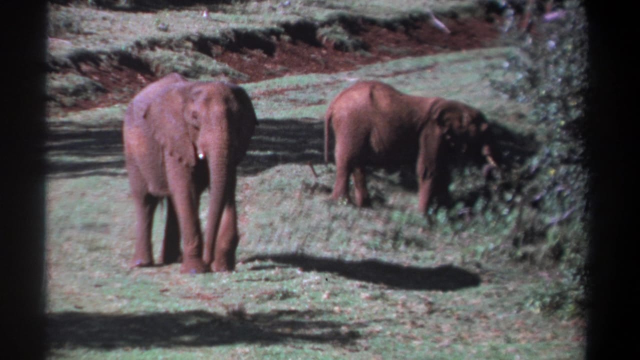 Kenya 1969 8mm frame showing two elephants in a grassy clearing, bordered by dark film edges and nearby shrub growth.