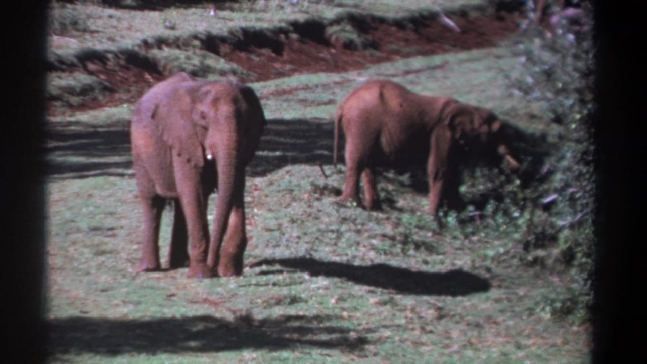 1969 Kenya 8mm frame showing two African elephants in a sunlit clearing, with one facing the camera and another feeding by shrubs.