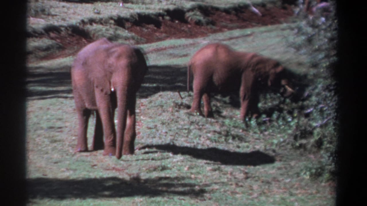1969 Kenya 8mm frame with a front-facing elephant and a second elephant feeding along the shrub line in bright sunlight.