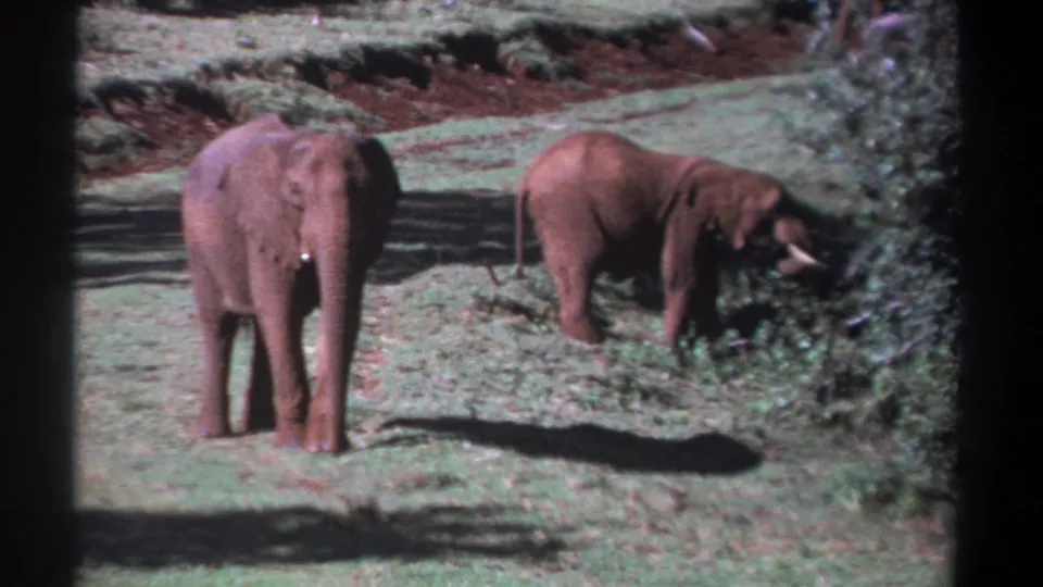 1969 Kenya home-movie frame showing one elephant standing toward the camera and another reaching into foliage to feed.