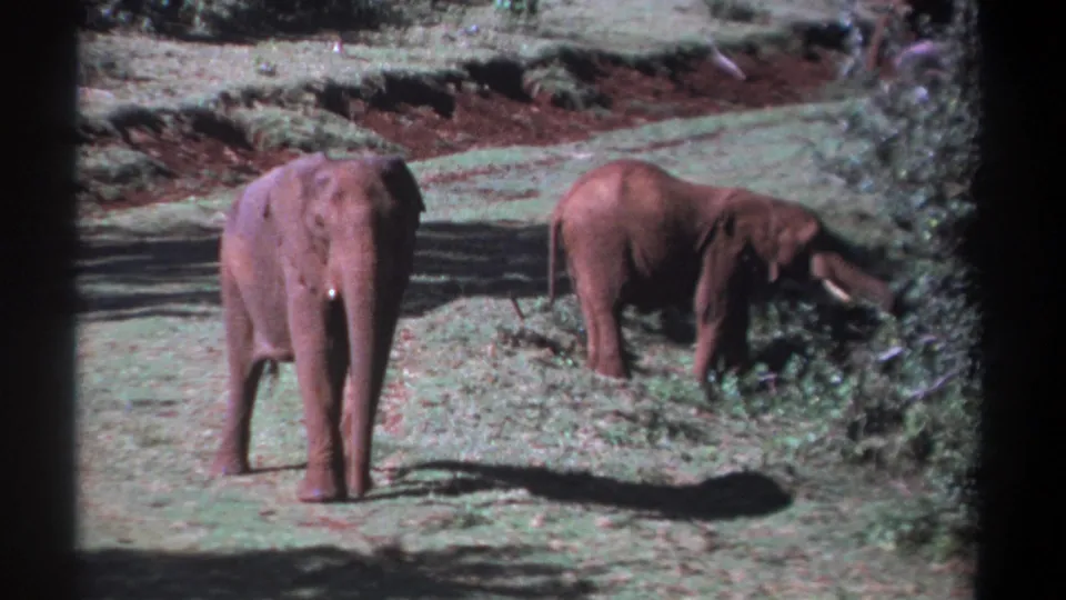 1969 Kenya 8mm frame of two African elephants in a clearing, the nearer animal facing away and the other feeding at the brush.