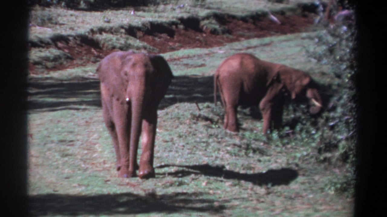 1969 Kenya 8mm frame showing two elephants in open grass, with one facing the camera and another grazing to the right.