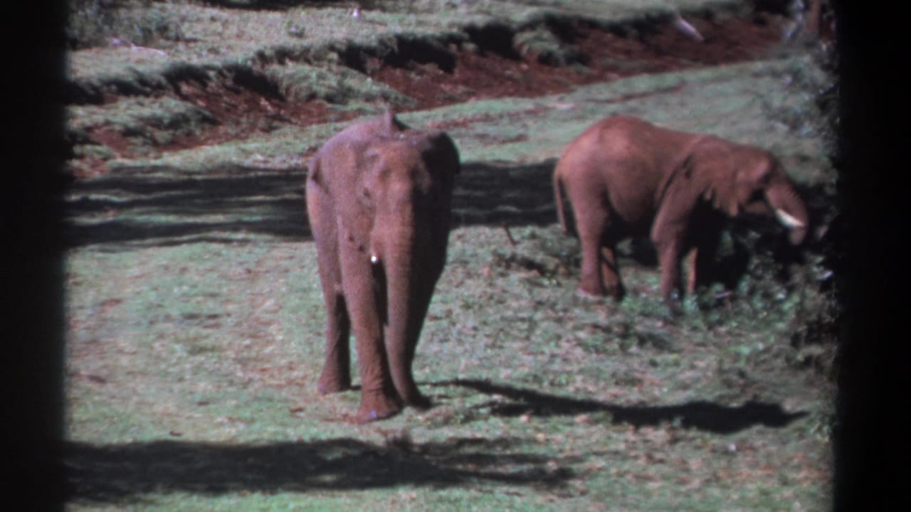 1969 Kenya 8mm frame with two elephants in sunlit grassland, one centered and one grazing at the right edge.