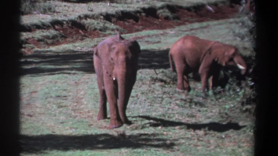 1969 Kenya 8mm frame with two elephants in sunlit grassland, one centered and one grazing at the right edge.