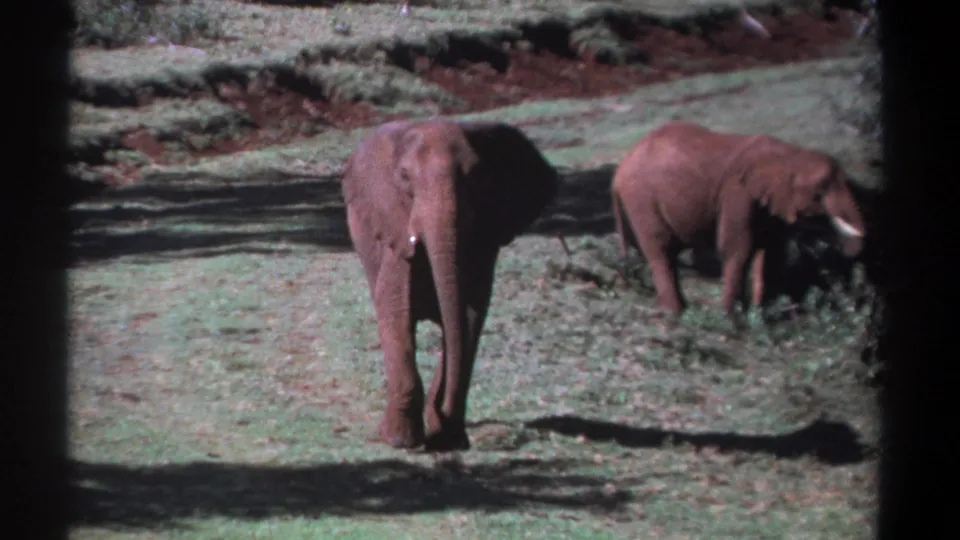 1969 Kenya 8mm frame showing a front-facing elephant walking through grass as a second elephant feeds beside shrubs.