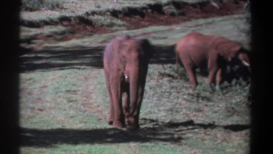 1969 Kenya 8mm frame with one elephant turned away from the camera and another grazing in a sunlit grassy area.