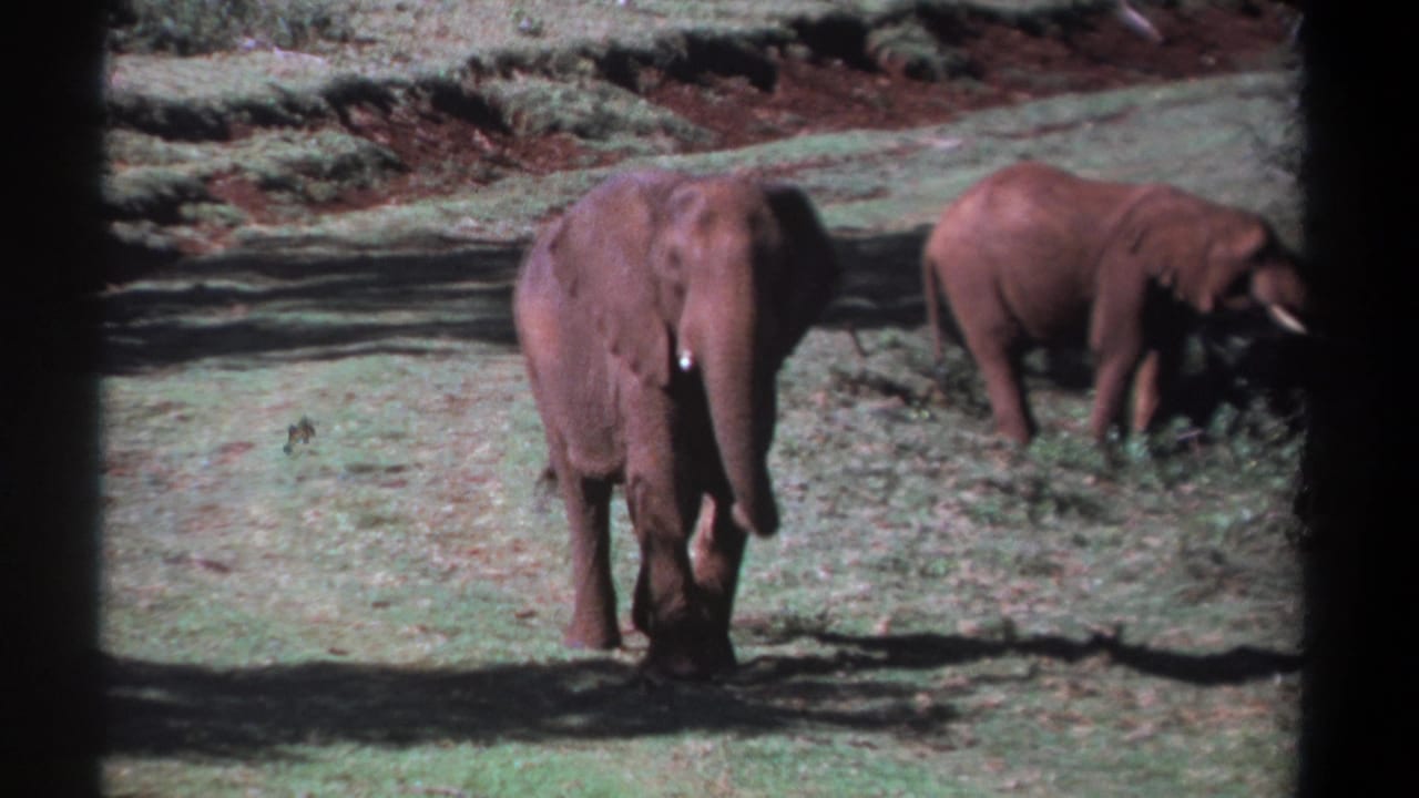 1969 Kenya 8mm frame showing two elephants in grassland, one front-facing in the foreground and another feeding near foliage.